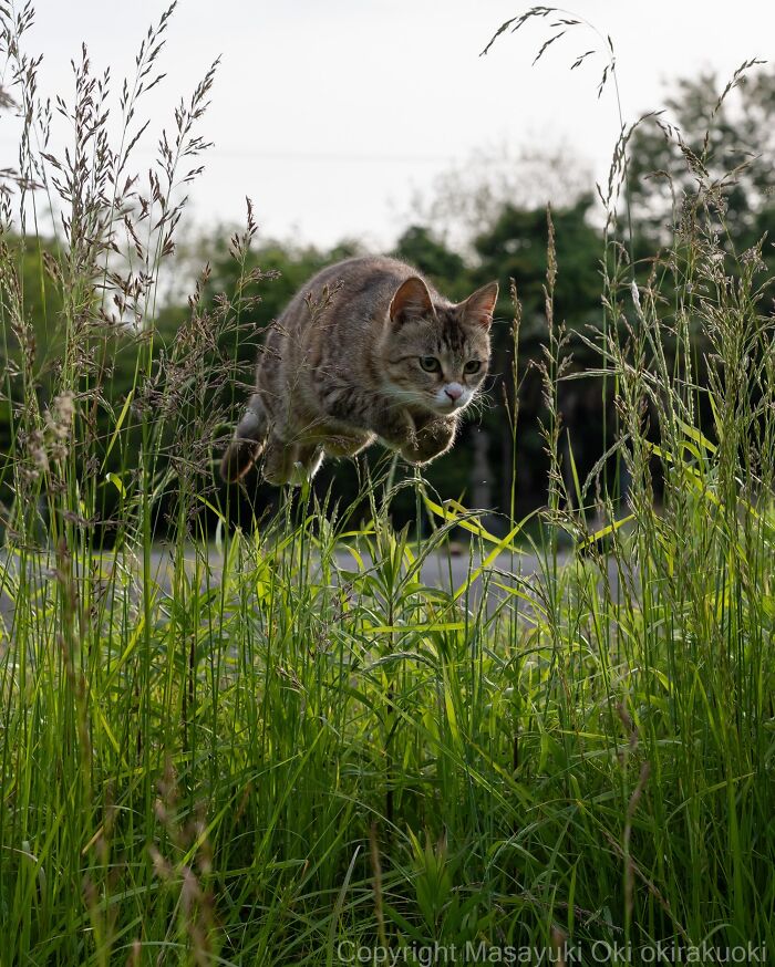 Masayuki Oki&rsquo;s 37 Latest Street Cat Photos Perfectly Capture The Chaos Of Feline Life