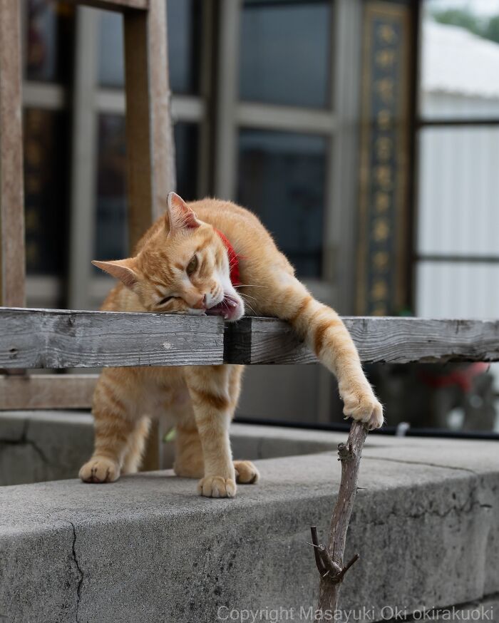 Masayuki Oki&rsquo;s 37 Latest Street Cat Photos Perfectly Capture The Chaos Of Feline Life