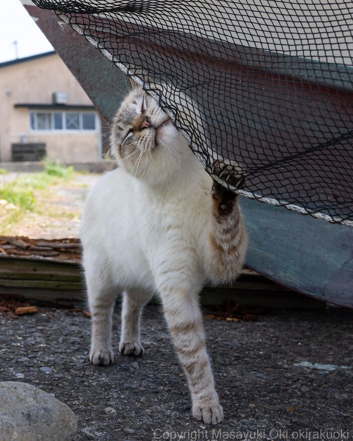 Masayuki Oki&rsquo;s 37 Latest Street Cat Photos Perfectly Capture The Chaos Of Feline Life