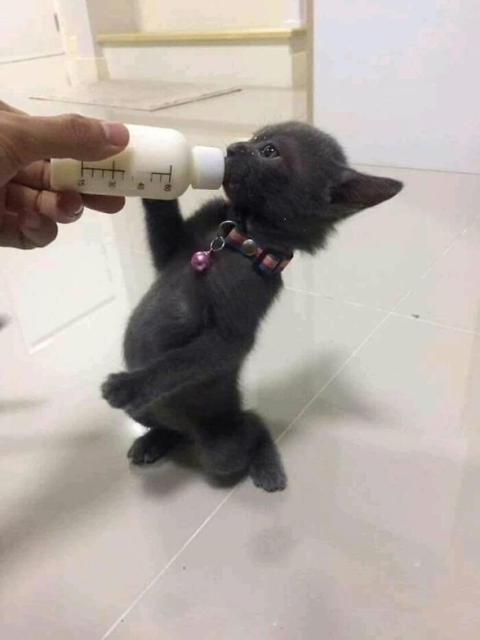 33 Hilarious Cat Moments Caught On Camera, As Shared By “Important Animal Images” (New Pics) 33 Hilarious Cat Moments Caught On Camera, As Shared By “Important Animal Images” (New Pics)