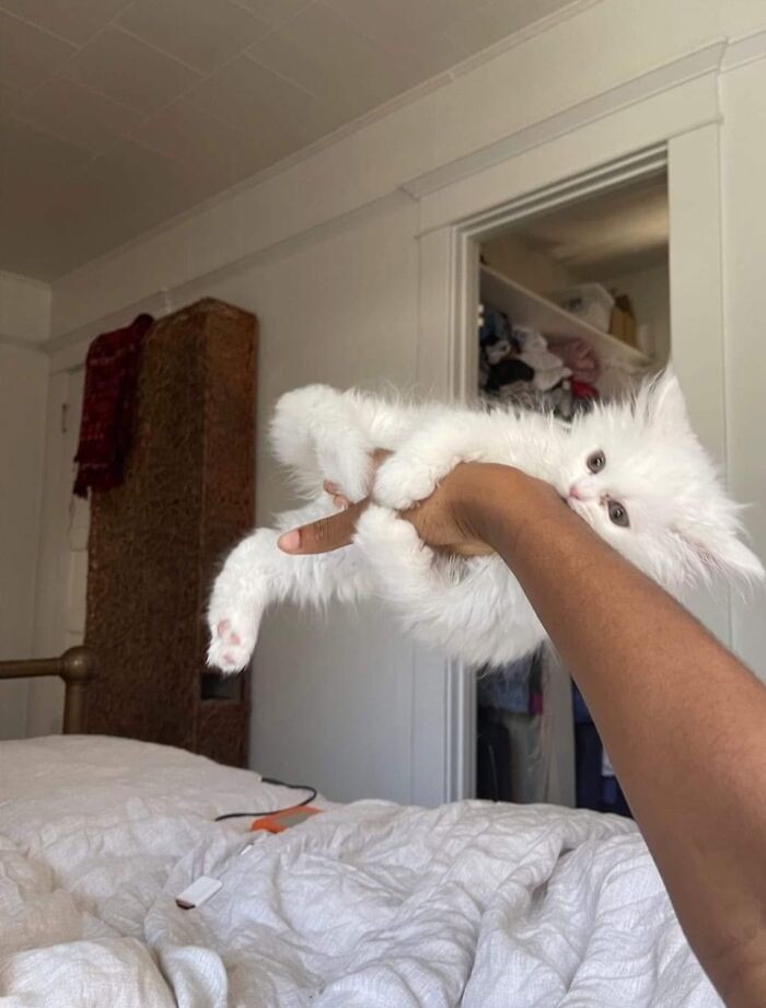 33 Hilarious Cat Moments Caught On Camera, As Shared By “Important Animal Images” (New Pics) 33 Hilarious Cat Moments Caught On Camera, As Shared By “Important Animal Images” (New Pics)