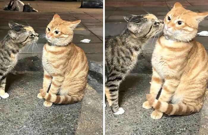 33 Hilarious Cat Moments Caught On Camera, As Shared By “Important Animal Images” (New Pics) 33 Hilarious Cat Moments Caught On Camera, As Shared By “Important Animal Images” (New Pics)
