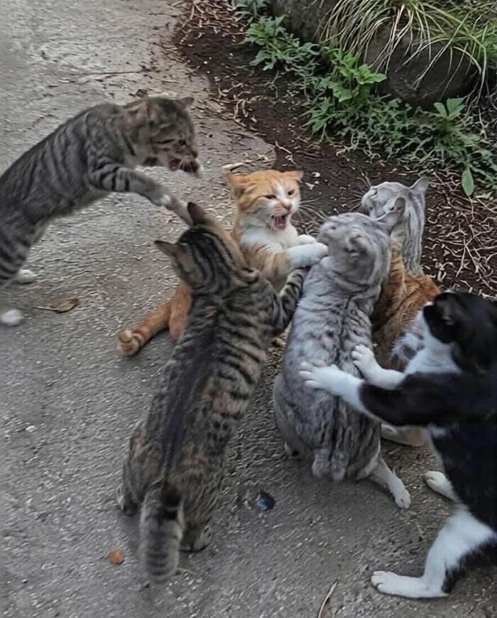 33 Hilarious Cat Moments Caught On Camera, As Shared By “Important Animal Images” (New Pics) 33 Hilarious Cat Moments Caught On Camera, As Shared By “Important Animal Images” (New Pics)