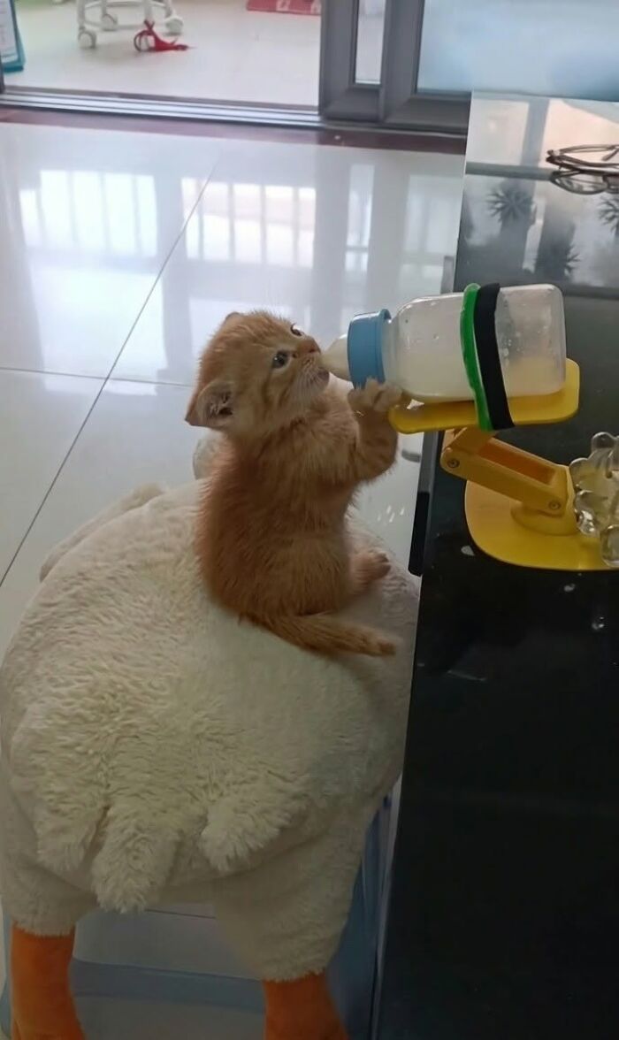 33 Hilarious Cat Moments Caught On Camera, As Shared By “Important Animal Images” (New Pics) 33 Hilarious Cat Moments Caught On Camera, As Shared By “Important Animal Images” (New Pics)