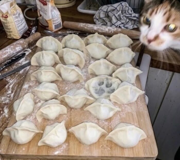 33 Hilarious Cat Moments Caught On Camera, As Shared By “Important Animal Images” (New Pics) 33 Hilarious Cat Moments Caught On Camera, As Shared By “Important Animal Images” (New Pics)