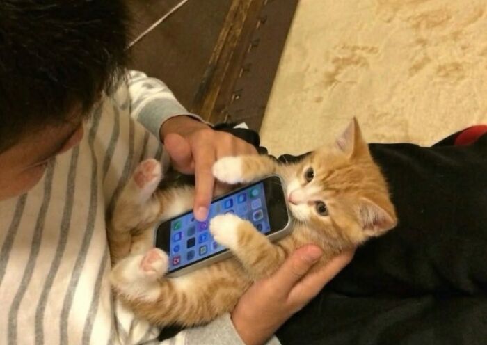 33 Hilarious Cat Moments Caught On Camera, As Shared By “Important Animal Images” (New Pics) 33 Hilarious Cat Moments Caught On Camera, As Shared By “Important Animal Images” (New Pics)