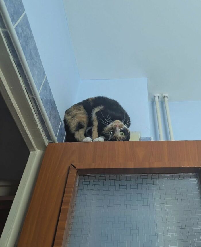 33 Hilarious Cat Moments Caught On Camera, As Shared By “Important Animal Images” (New Pics) 33 Hilarious Cat Moments Caught On Camera, As Shared By “Important Animal Images” (New Pics)