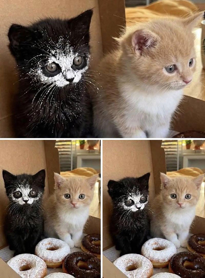 33 Hilarious Cat Moments Caught On Camera, As Shared By “Important Animal Images” (New Pics) 33 Hilarious Cat Moments Caught On Camera, As Shared By “Important Animal Images” (New Pics)