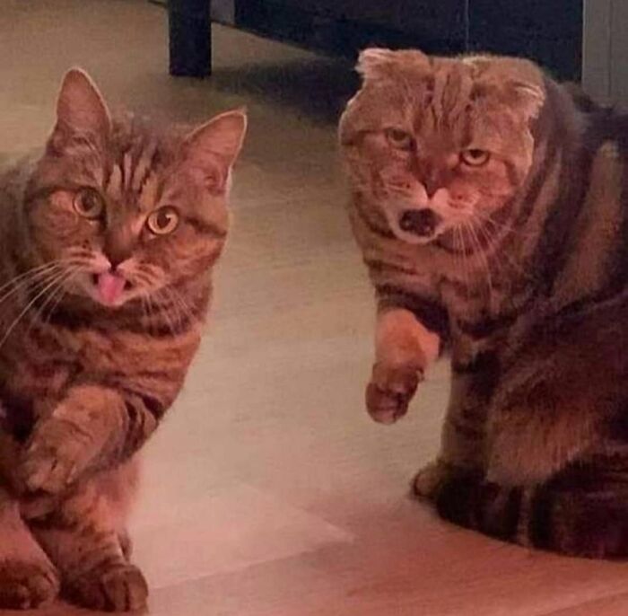 33 Hilarious Cat Moments Caught On Camera, As Shared By “Important Animal Images” (New Pics) 33 Hilarious Cat Moments Caught On Camera, As Shared By “Important Animal Images” (New Pics)