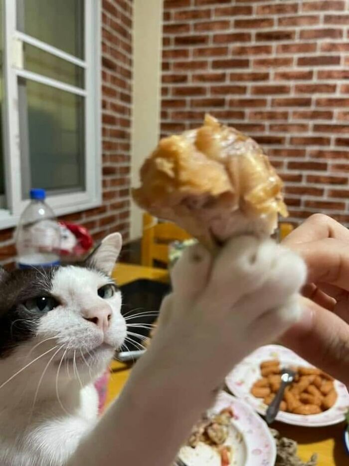 33 Hilarious Cat Moments Caught On Camera, As Shared By “Important Animal Images” (New Pics) 33 Hilarious Cat Moments Caught On Camera, As Shared By “Important Animal Images” (New Pics)