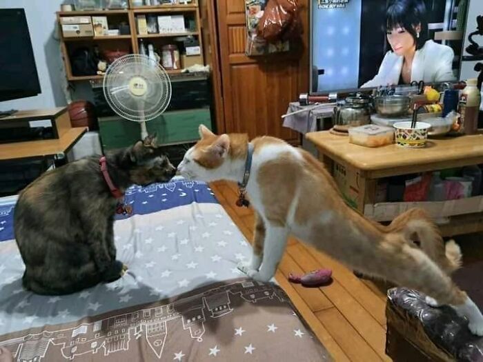 33 Hilarious Cat Moments Caught On Camera, As Shared By “Important Animal Images” (New Pics) 33 Hilarious Cat Moments Caught On Camera, As Shared By “Important Animal Images” (New Pics)