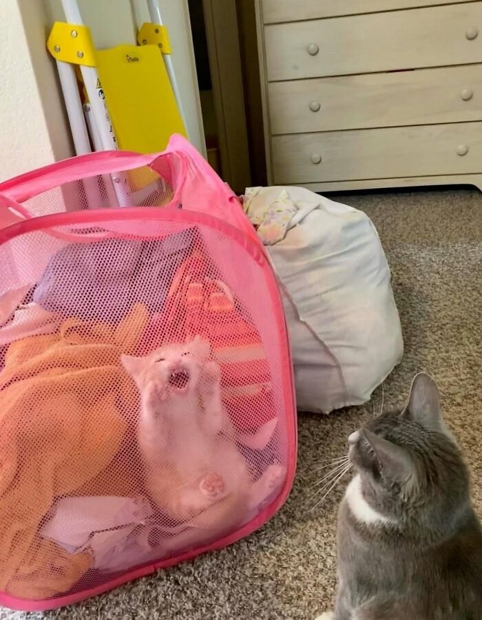 33 Hilarious Cat Moments Caught On Camera, As Shared By “Important Animal Images” (New Pics) 33 Hilarious Cat Moments Caught On Camera, As Shared By “Important Animal Images” (New Pics)