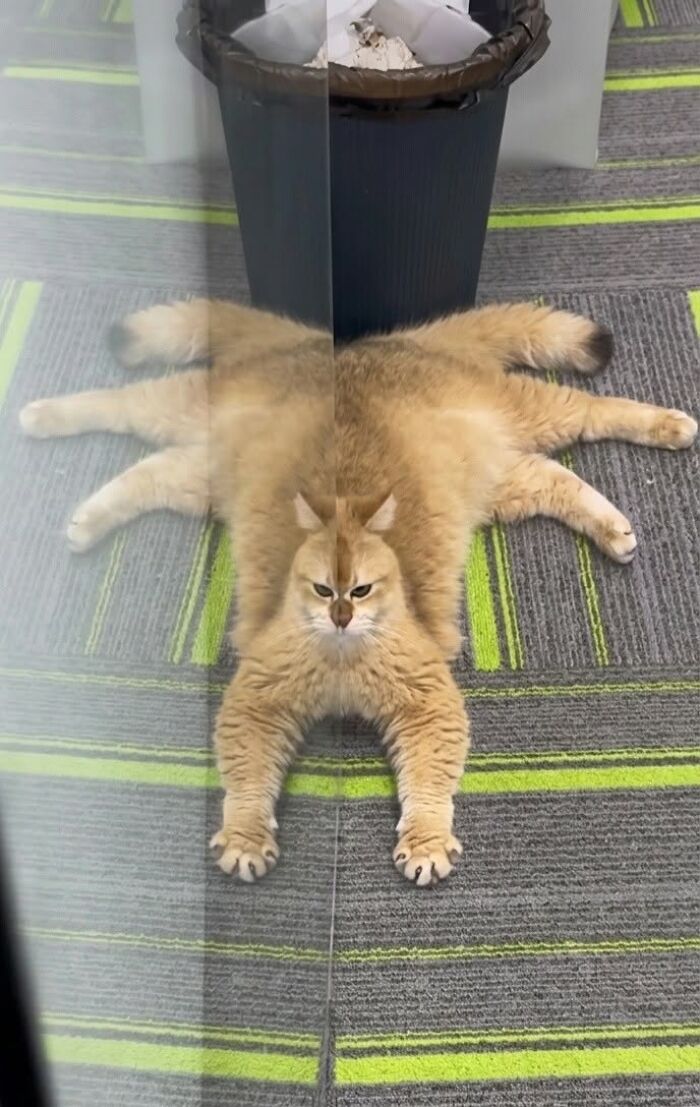 33 Hilarious Cat Moments Caught On Camera, As Shared By “Important Animal Images” (New Pics) 33 Hilarious Cat Moments Caught On Camera, As Shared By “Important Animal Images” (New Pics)