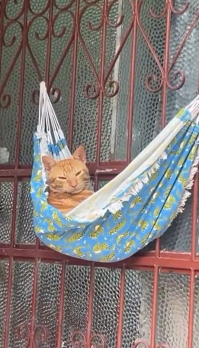 33 Hilarious Cat Moments Caught On Camera, As Shared By “Important Animal Images” (New Pics) 33 Hilarious Cat Moments Caught On Camera, As Shared By “Important Animal Images” (New Pics)