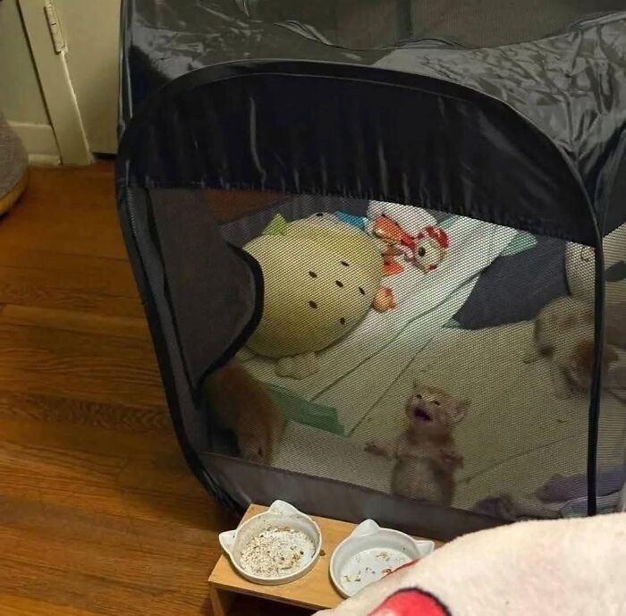 33 Hilarious Cat Moments Caught On Camera, As Shared By “Important Animal Images” (New Pics) 33 Hilarious Cat Moments Caught On Camera, As Shared By “Important Animal Images” (New Pics)