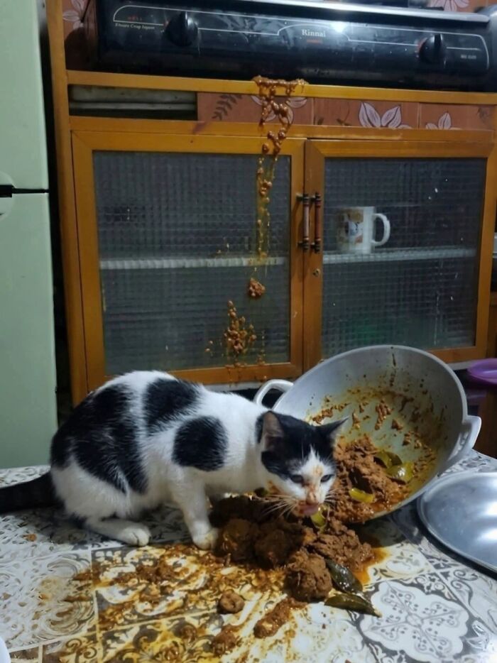 33 Hilarious Cat Moments Caught On Camera, As Shared By “Important Animal Images” (New Pics) 33 Hilarious Cat Moments Caught On Camera, As Shared By “Important Animal Images” (New Pics)