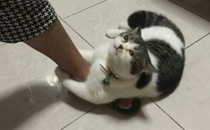 33 Hilarious Cat Moments Caught On Camera, As Shared By “Important Animal Images” (New Pics) 33 Hilarious Cat Moments Caught On Camera, As Shared By “Important Animal Images” (New Pics)