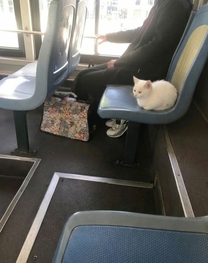 33 Hilarious Cat Moments Caught On Camera, As Shared By “Important Animal Images” (New Pics) 33 Hilarious Cat Moments Caught On Camera, As Shared By “Important Animal Images” (New Pics)