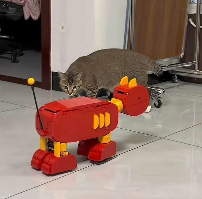 33 Hilarious Cat Moments Caught On Camera, As Shared By “Important Animal Images” (New Pics) 33 Hilarious Cat Moments Caught On Camera, As Shared By “Important Animal Images” (New Pics)