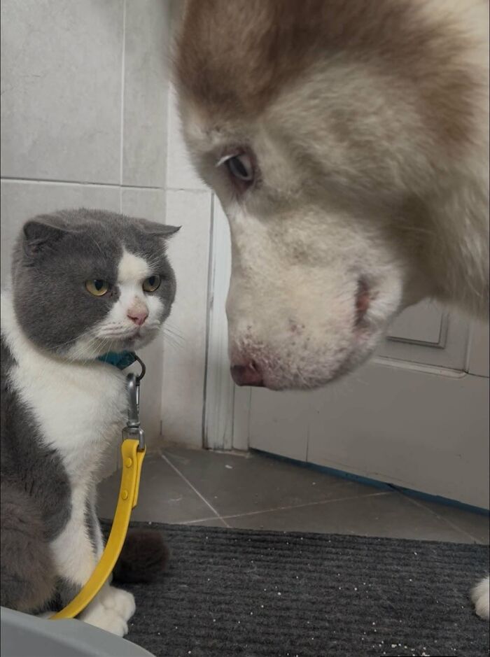 33 Hilarious Cat Moments Caught On Camera, As Shared By “Important Animal Images” (New Pics) 33 Hilarious Cat Moments Caught On Camera, As Shared By “Important Animal Images” (New Pics)
