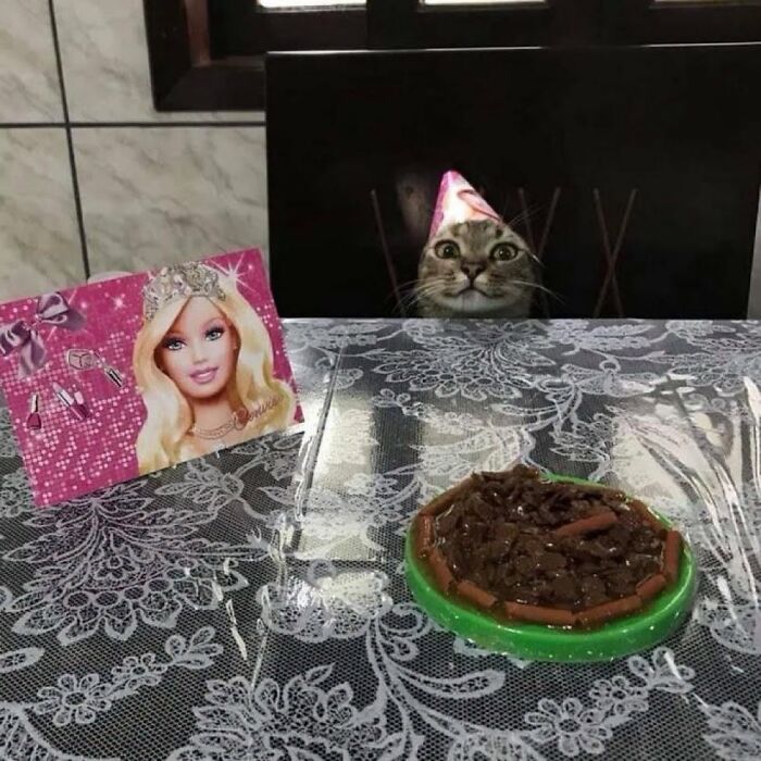 33 Hilarious Cat Moments Caught On Camera, As Shared By “Important Animal Images” (New Pics) 33 Hilarious Cat Moments Caught On Camera, As Shared By “Important Animal Images” (New Pics)