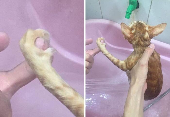33 Hilarious Cat Moments Caught On Camera, As Shared By “Important Animal Images” (New Pics) 33 Hilarious Cat Moments Caught On Camera, As Shared By “Important Animal Images” (New Pics)