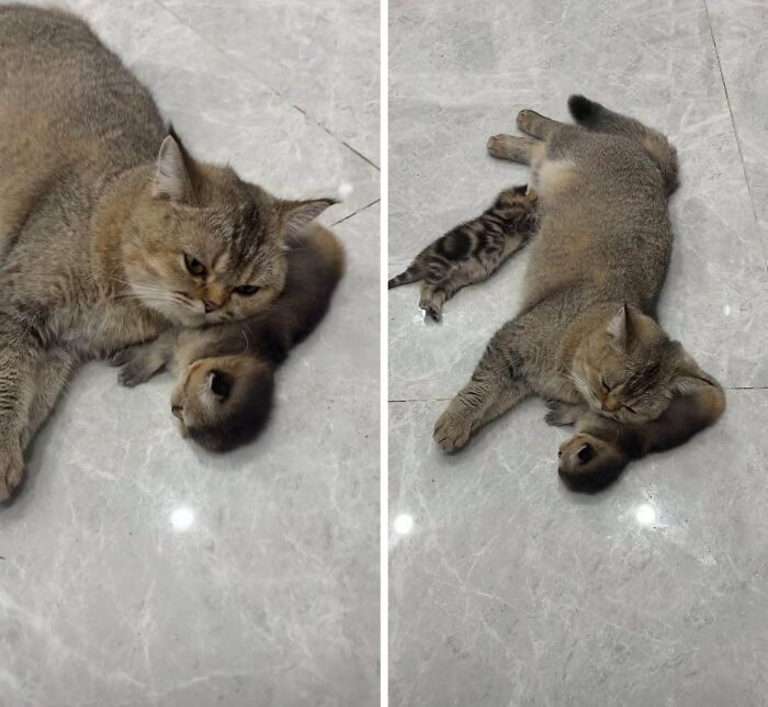 33 Hilarious Cat Moments Caught On Camera, As Shared By “Important Animal Images” (New Pics) 33 Hilarious Cat Moments Caught On Camera, As Shared By “Important Animal Images” (New Pics)