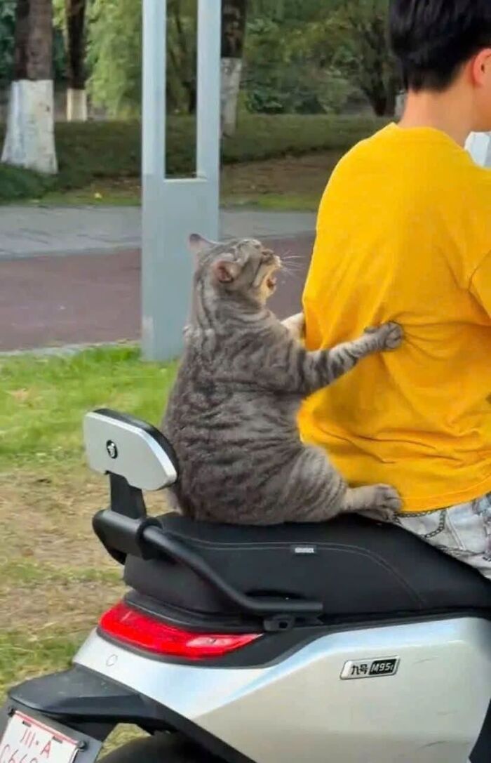 33 Hilarious Cat Moments Caught On Camera, As Shared By “Important Animal Images” (New Pics) 33 Hilarious Cat Moments Caught On Camera, As Shared By “Important Animal Images” (New Pics)