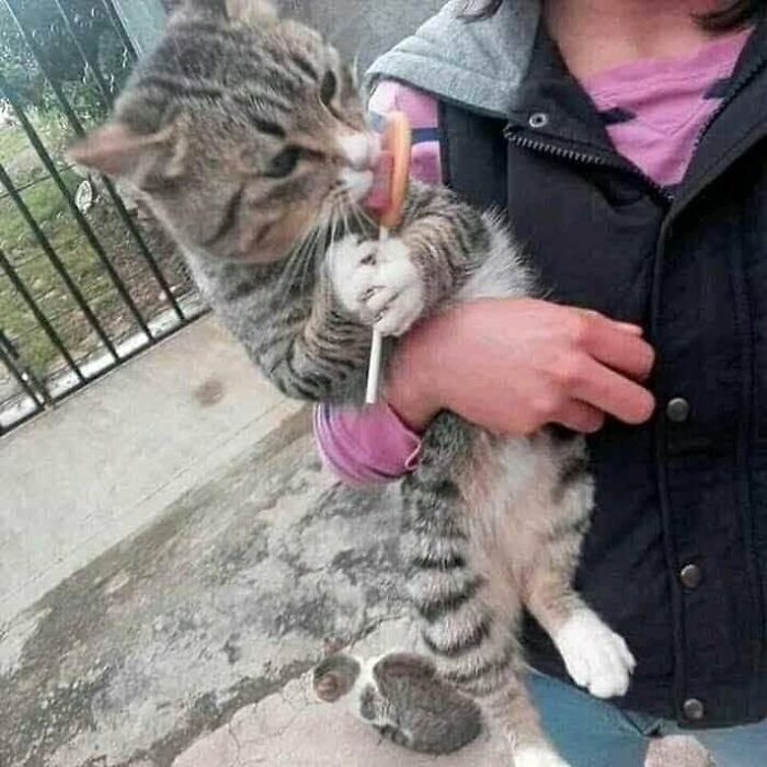 33 Hilarious Cat Moments Caught On Camera, As Shared By “Important Animal Images” (New Pics) 33 Hilarious Cat Moments Caught On Camera, As Shared By “Important Animal Images” (New Pics)