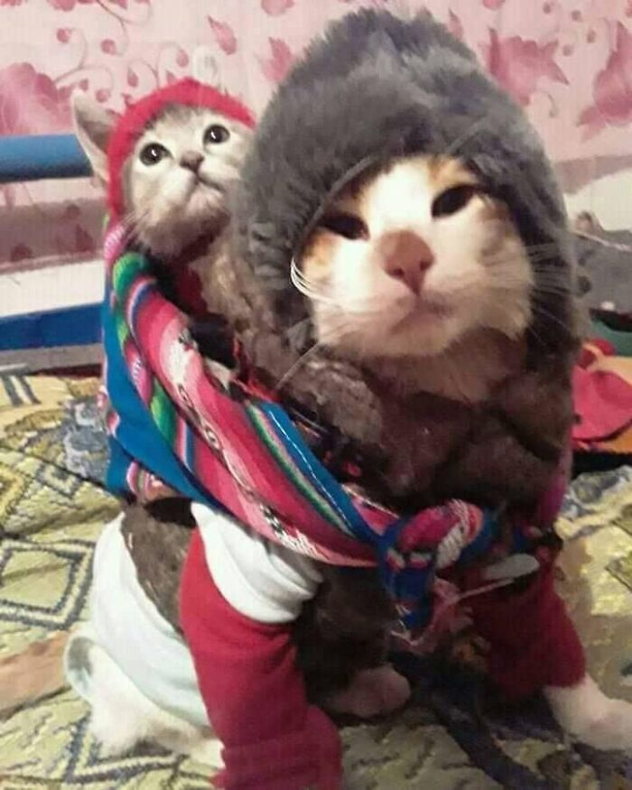 33 Hilarious Cat Moments Caught On Camera, As Shared By “Important Animal Images” (New Pics) 33 Hilarious Cat Moments Caught On Camera, As Shared By “Important Animal Images” (New Pics)