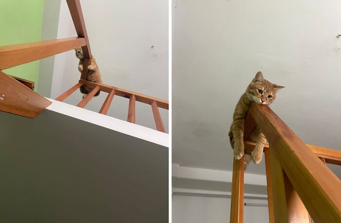 33 Hilarious Cat Moments Caught On Camera, As Shared By “Important Animal Images” (New Pics) 33 Hilarious Cat Moments Caught On Camera, As Shared By “Important Animal Images” (New Pics)