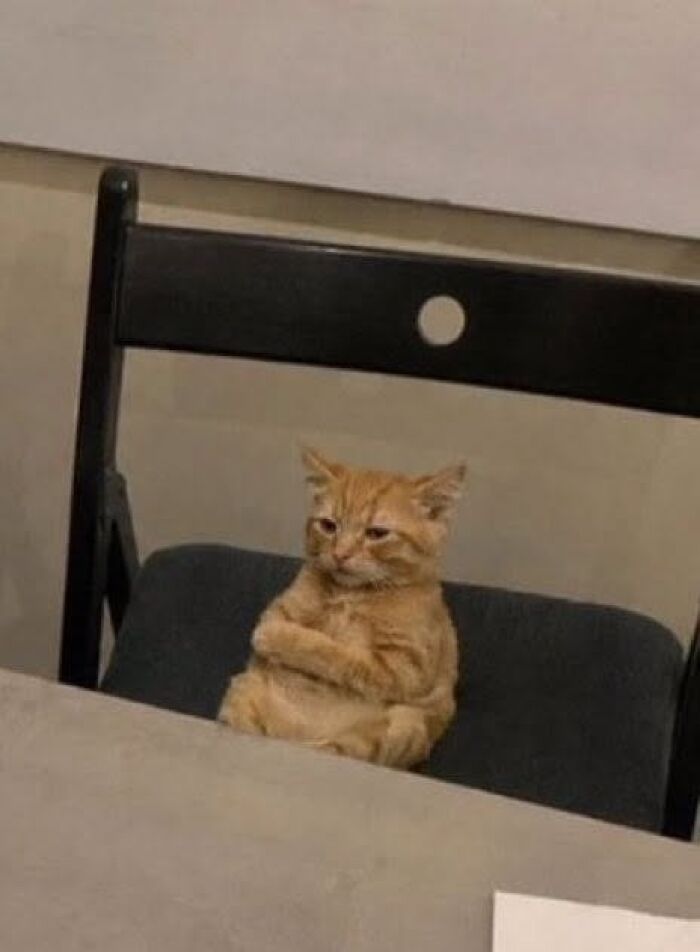 33 Hilarious Cat Moments Caught On Camera, As Shared By “Important Animal Images” (New Pics) 33 Hilarious Cat Moments Caught On Camera, As Shared By “Important Animal Images” (New Pics)