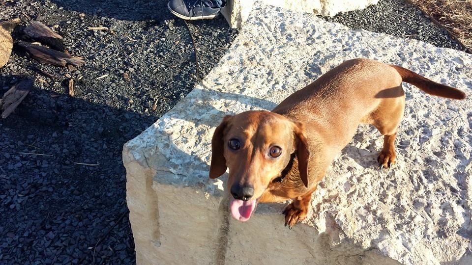 Woman Finds Herself In Every Dog Owner’s Worst Nightmare, But The Neighbor’s Parents Become The Bigger Problem Woman Finds Herself In Every Dog Owner’s Worst Nightmare, But The Neighbor’s Parents Become The Bigger Problem