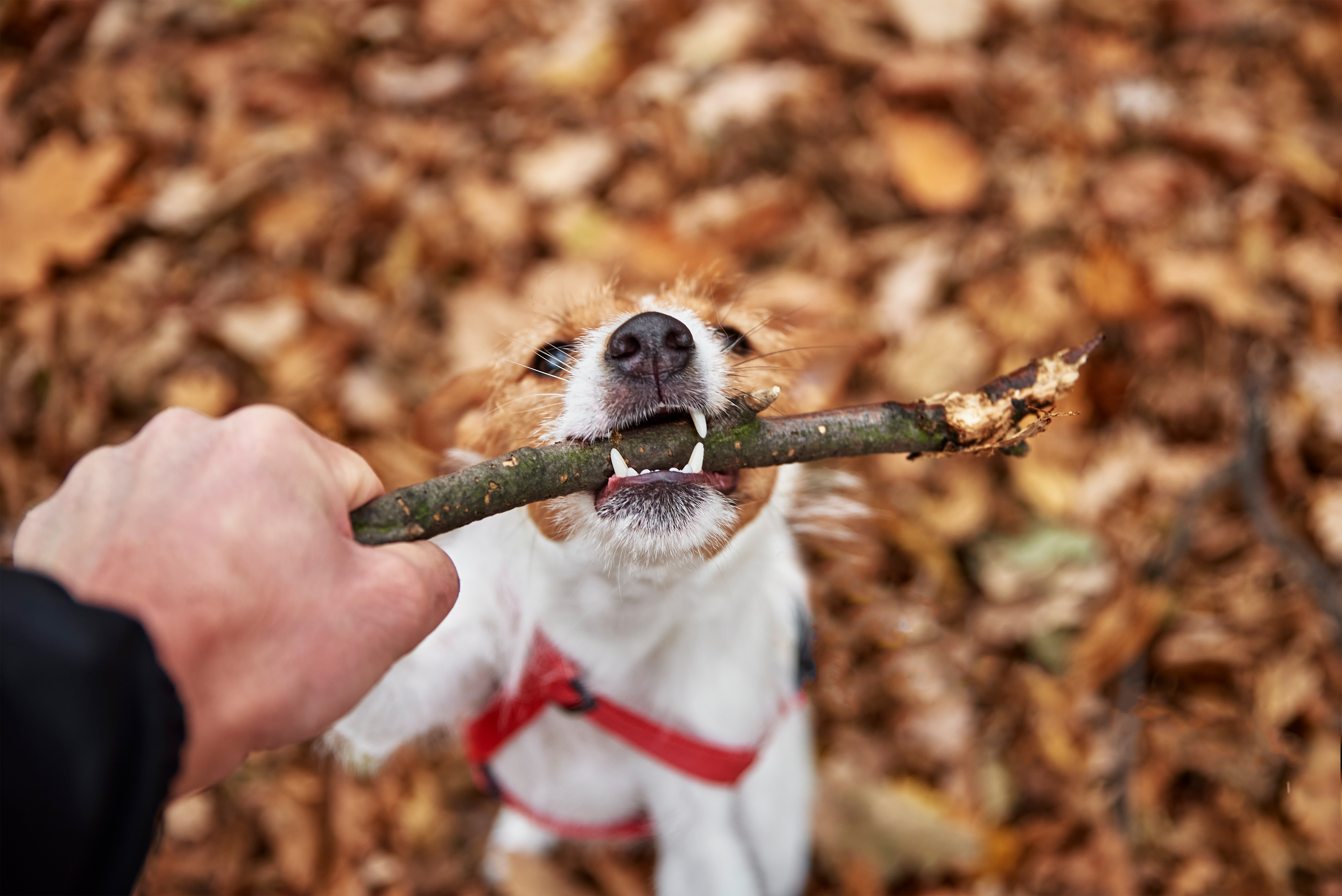 Woman Finds Herself In Every Dog Owner’s Worst Nightmare, But The Neighbor’s Parents Become The Bigger Problem Woman Finds Herself In Every Dog Owner’s Worst Nightmare, But The Neighbor’s Parents Become The Bigger Problem