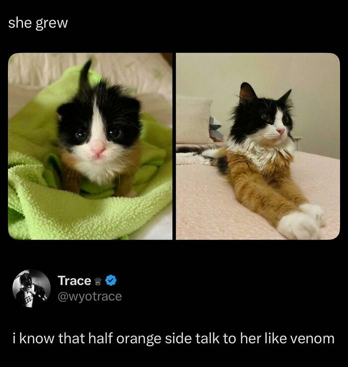 87 Internet Posts And Viral Moments That Made Scrolling Way More Enjoyable 87 Internet Posts And Viral Moments That Made Scrolling Way More Enjoyable