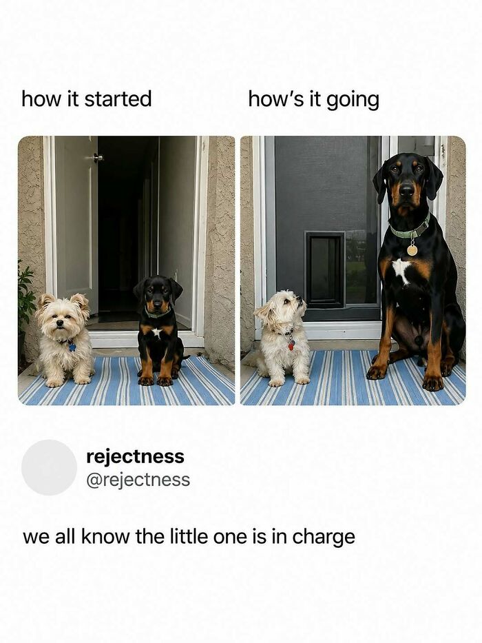 If You Need A Quick Laugh Today, These 66 Random Memes Are Exactly What You Should See If You Need A Quick Laugh Today, These 66 Random Memes Are Exactly What You Should See