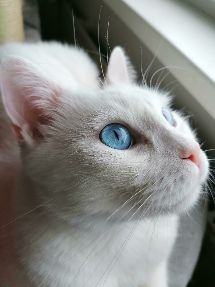 301 Adorable White Cats That Somehow Look Majestic Even When They’re Being Ridiculous 301 Adorable White Cats That Somehow Look Majestic Even When They’re Being Ridiculous