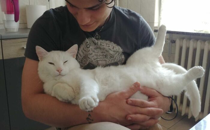 301 Adorable White Cats That Somehow Look Majestic Even When They’re Being Ridiculous 301 Adorable White Cats That Somehow Look Majestic Even When They’re Being Ridiculous