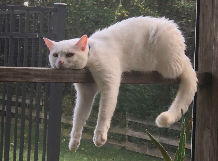 301 Adorable White Cats That Somehow Look Majestic Even When They’re Being Ridiculous 301 Adorable White Cats That Somehow Look Majestic Even When They’re Being Ridiculous