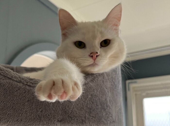 301 Adorable White Cats That Somehow Look Majestic Even When They’re Being Ridiculous 301 Adorable White Cats That Somehow Look Majestic Even When They’re Being Ridiculous