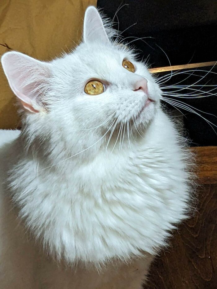 301 Adorable White Cats That Somehow Look Majestic Even When They’re Being Ridiculous 301 Adorable White Cats That Somehow Look Majestic Even When They’re Being Ridiculous
