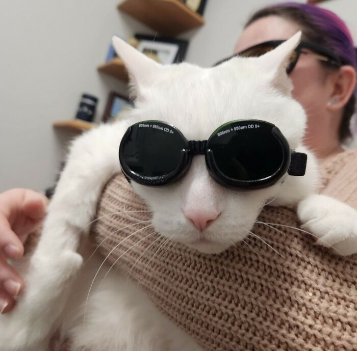 301 Adorable White Cats That Somehow Look Majestic Even When They’re Being Ridiculous 301 Adorable White Cats That Somehow Look Majestic Even When They’re Being Ridiculous