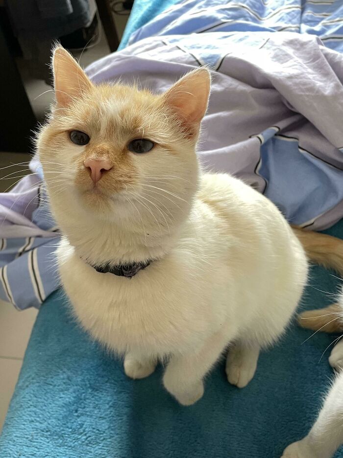 301 Adorable White Cats That Somehow Look Majestic Even When They’re Being Ridiculous 301 Adorable White Cats That Somehow Look Majestic Even When They’re Being Ridiculous