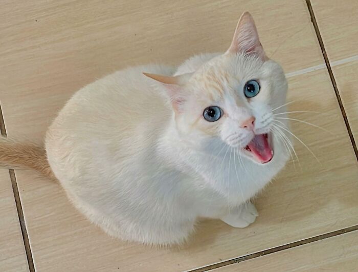 301 Adorable White Cats That Somehow Look Majestic Even When They’re Being Ridiculous 301 Adorable White Cats That Somehow Look Majestic Even When They’re Being Ridiculous