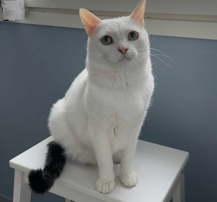 301 Adorable White Cats That Somehow Look Majestic Even When They’re Being Ridiculous 301 Adorable White Cats That Somehow Look Majestic Even When They’re Being Ridiculous