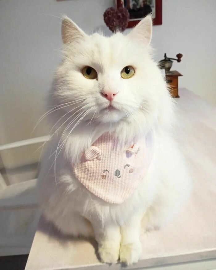 301 Adorable White Cats That Somehow Look Majestic Even When They’re Being Ridiculous 301 Adorable White Cats That Somehow Look Majestic Even When They’re Being Ridiculous