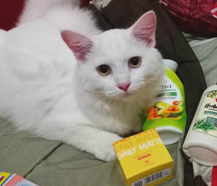 301 Adorable White Cats That Somehow Look Majestic Even When They’re Being Ridiculous 301 Adorable White Cats That Somehow Look Majestic Even When They’re Being Ridiculous