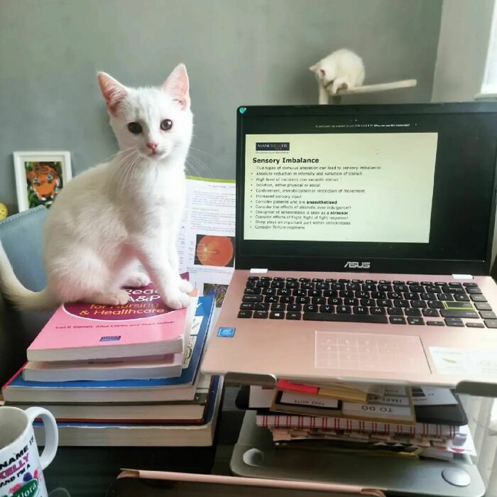 301 Adorable White Cats That Somehow Look Majestic Even When They’re Being Ridiculous 301 Adorable White Cats That Somehow Look Majestic Even When They’re Being Ridiculous