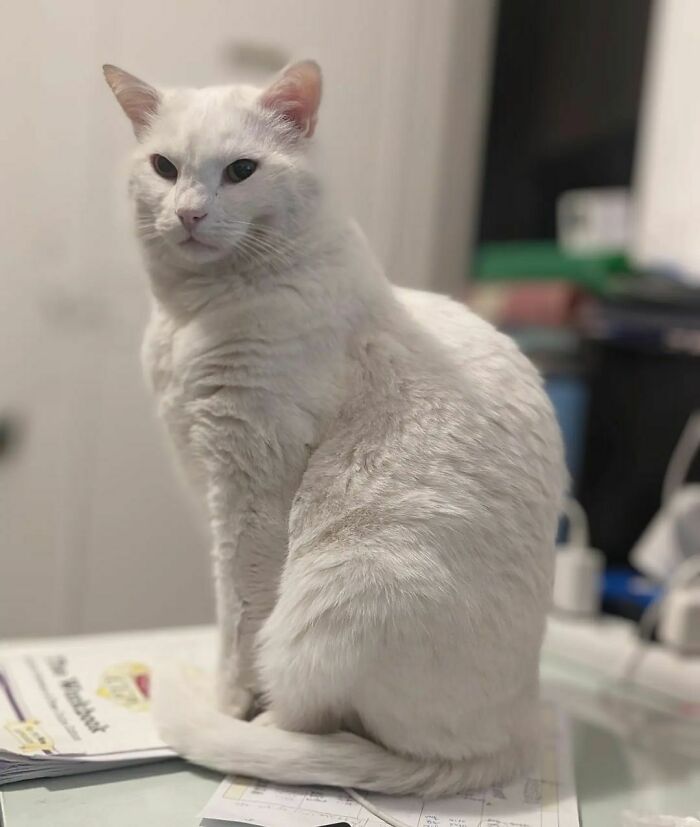 301 Adorable White Cats That Somehow Look Majestic Even When They’re Being Ridiculous 301 Adorable White Cats That Somehow Look Majestic Even When They’re Being Ridiculous
