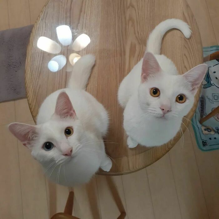 301 Adorable White Cats That Somehow Look Majestic Even When They’re Being Ridiculous 301 Adorable White Cats That Somehow Look Majestic Even When They’re Being Ridiculous